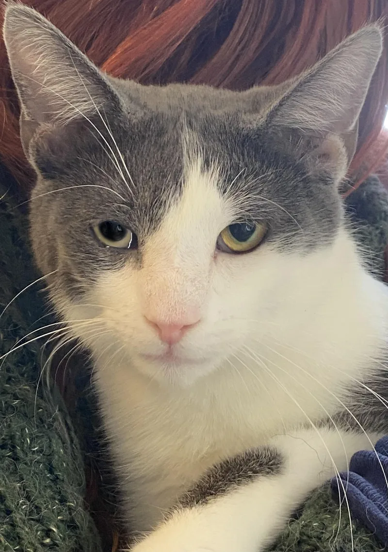 A young medium-sized male Gray & White Domestic Short Hair cat named Flash Gordon for adoption in Mansfield, OH