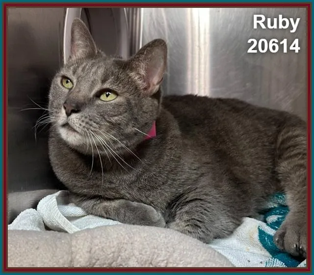 A senior large-sized female Tabby (Gray / Blue / Silver) Domestic Short Hair cat named Ruby for adoption in Marietta, GA