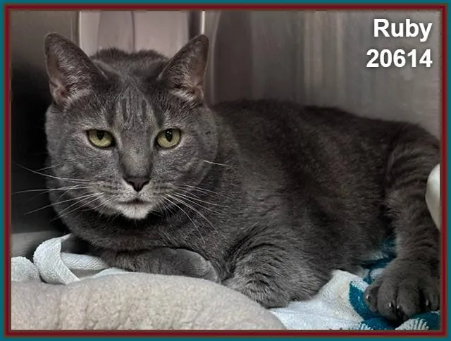Ruby thumbnail 3