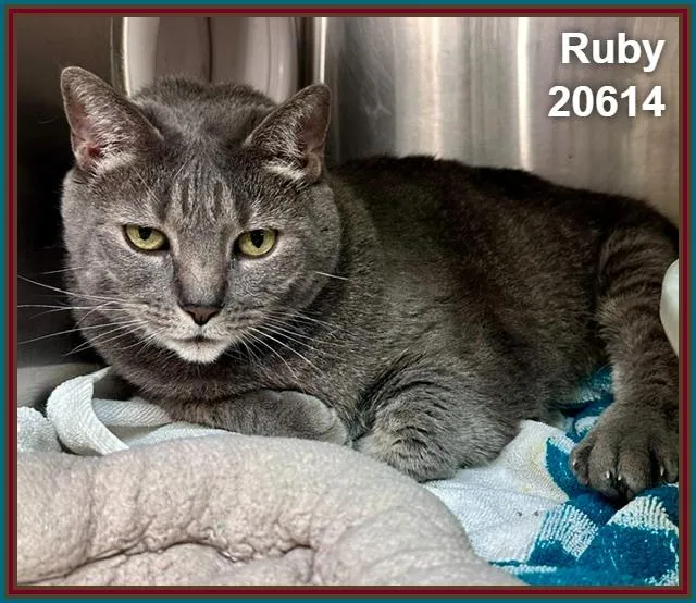 Ruby thumbnail 4