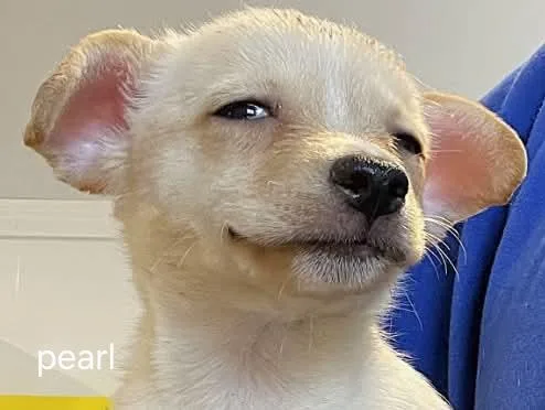 A baby small-sized female Chihuahua dog named LolP Pearl for adoption in Billings, MT