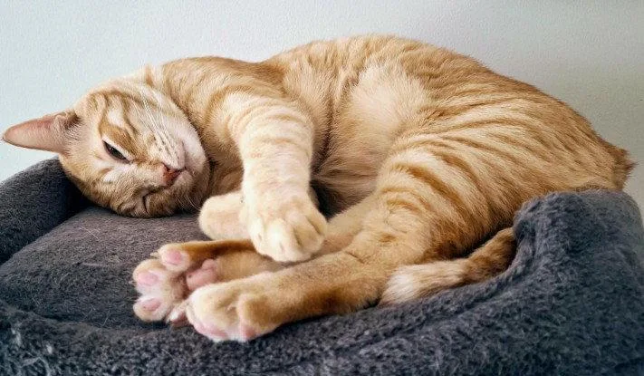An adult medium-sized male Orange / Red Domestic Short Hair cat named Hendricks for adoption in Herndon, VA