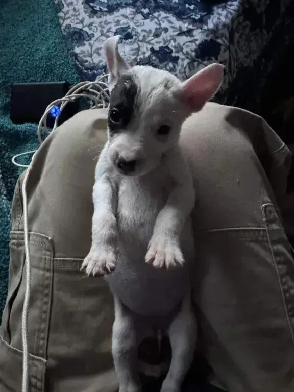 A baby small-sized female Tricolor (Brown, Black, & White) Mixed Breed dog named Strawberry for adoption in Grand Rapids, MI
