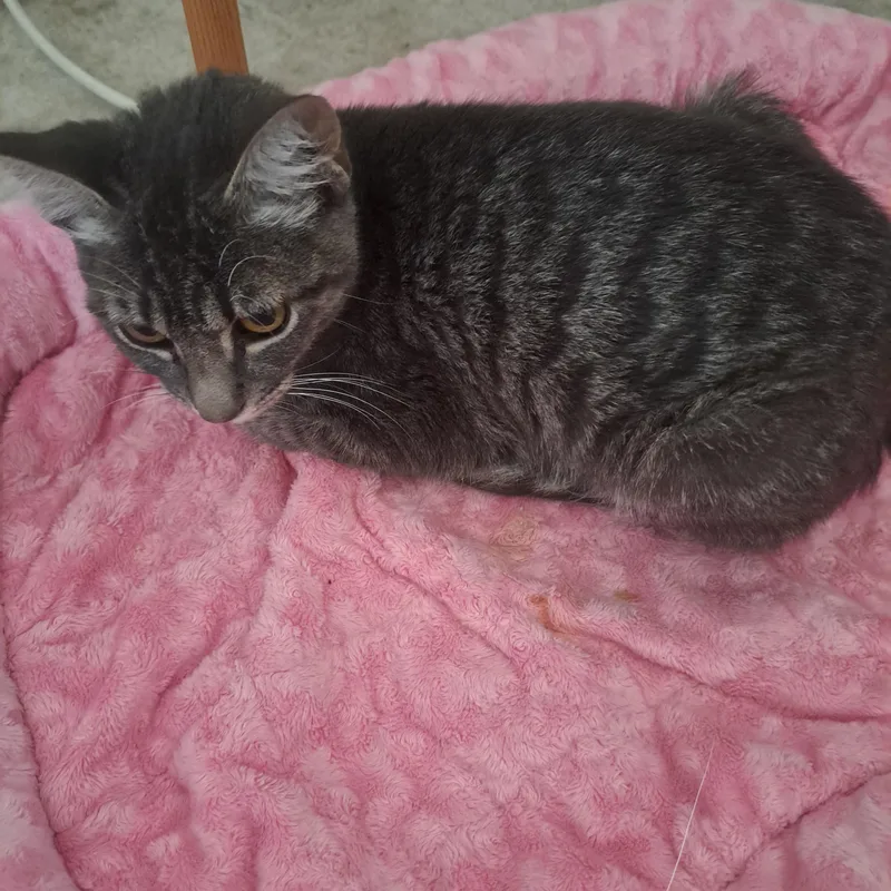 A baby medium-sized female Tabby (Gray / Blue / Silver) Domestic Short Hair cat named Paisley for adoption in Mesa, AZ