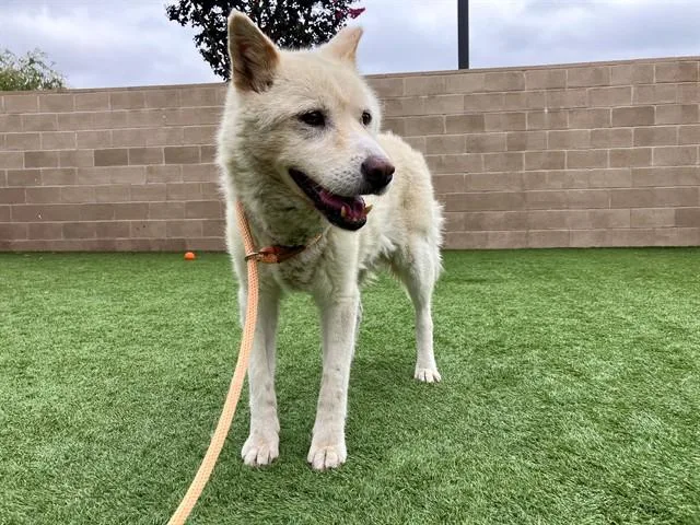 A senior large-sized male Siberian Husky dog named Clancey for adoption in Tustin, CA