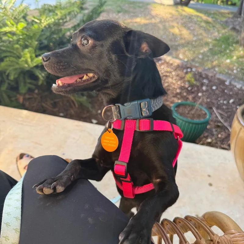 An adult small-sized male Chihuahua dog named Hopper for adoption in Hillsborough, NC