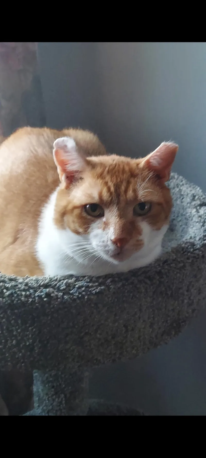 A senior medium-sized male Orange & White Domestic Short Hair cat named Grady for adoption in Philadelphia, PA