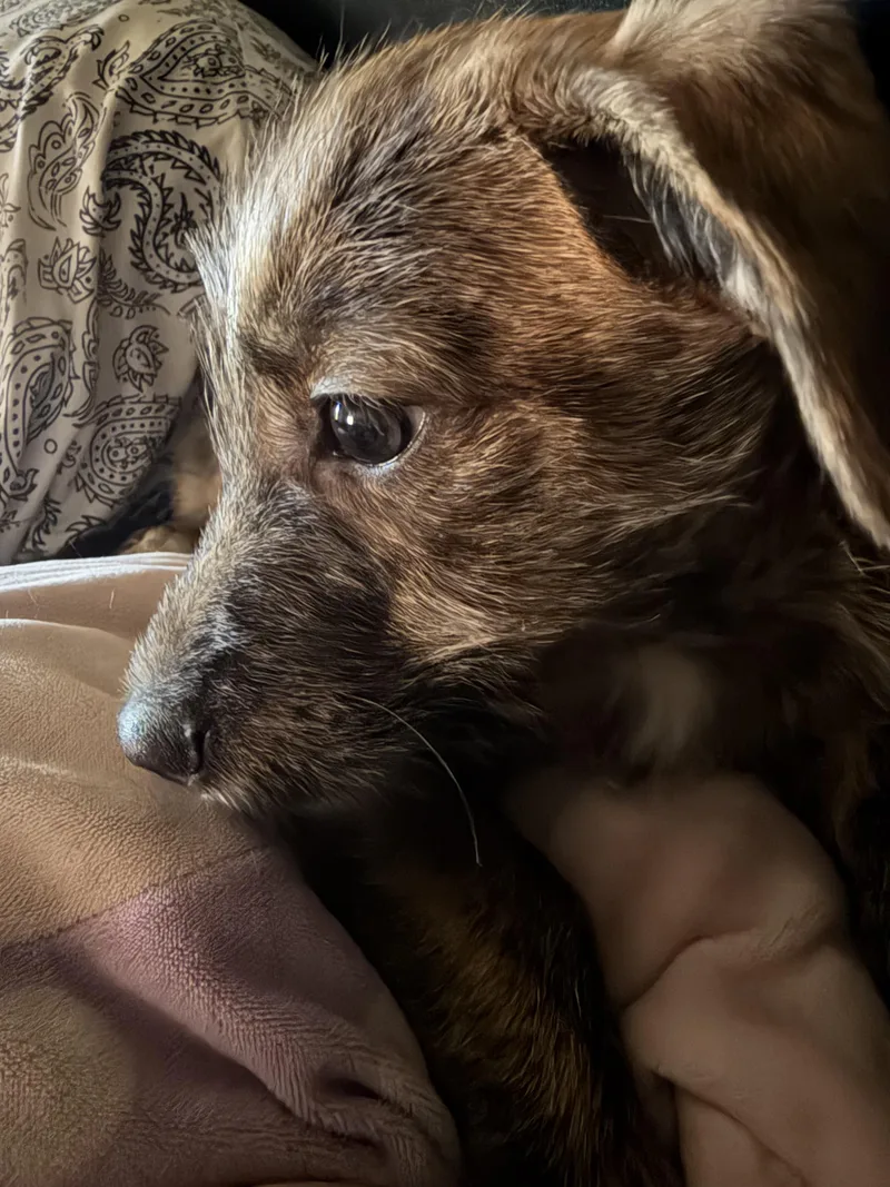 A baby small-sized male Yorkie Poo dog named Leo for adoption in CHURCHVILLE, NY