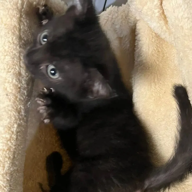 A baby small-sized female Gray / Blue / Silver Domestic Short Hair cat named Sparkles for adoption in San Antonio, TX