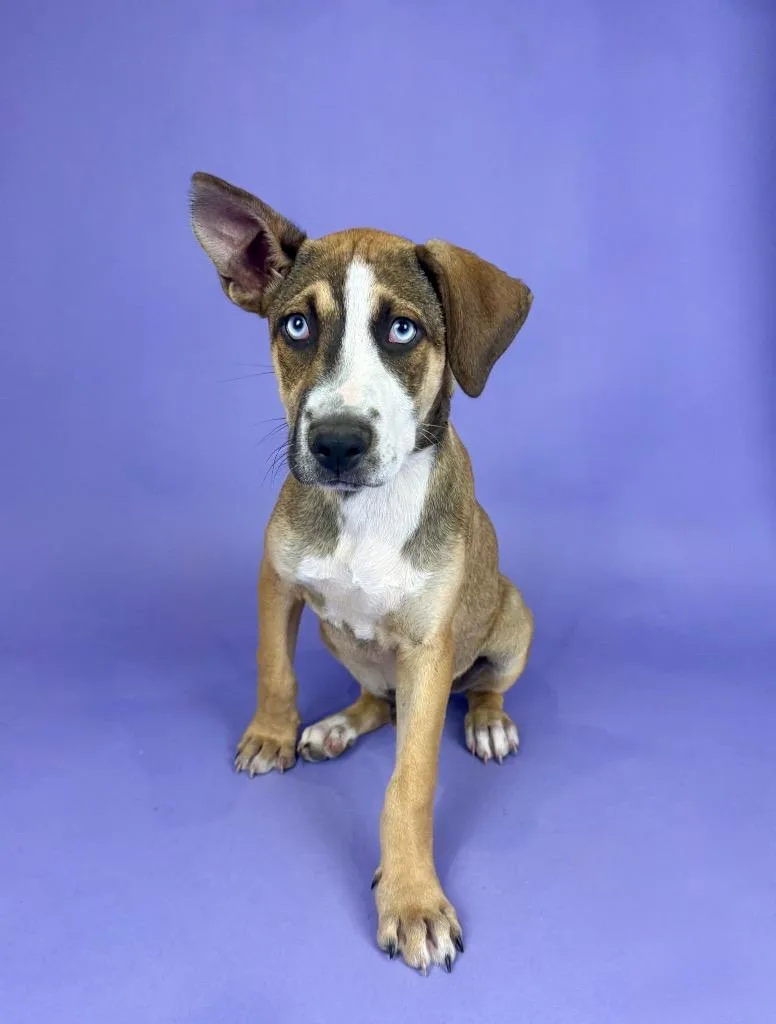 A young medium-sized male Tricolor (Brown, Black, & White) German Shepherd Dog dog named Whitecap for adoption in Alvin, TX