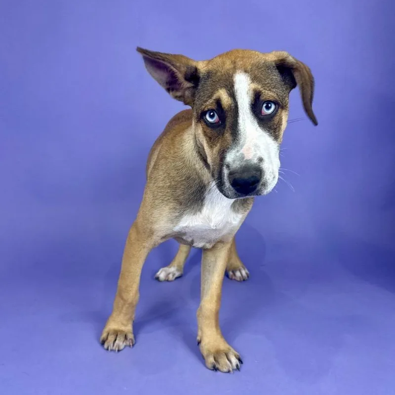 Whitecap thumbnail 2