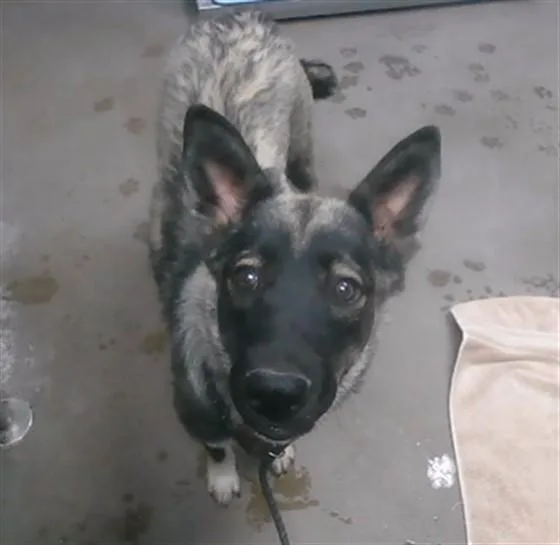 A young large-sized female Belgian Shepherd / Malinois dog named Petunia for adoption in Phoenix, AZ
