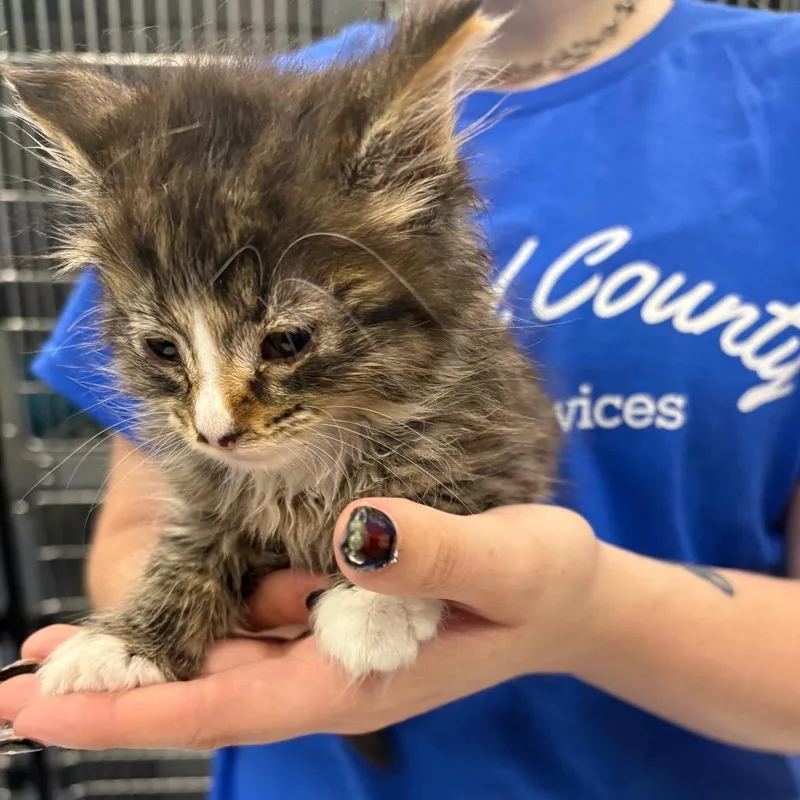 A baby small-sized female Gray / Blue / Silver Domestic Short Hair cat named Mop for adoption in Greensboro, NC