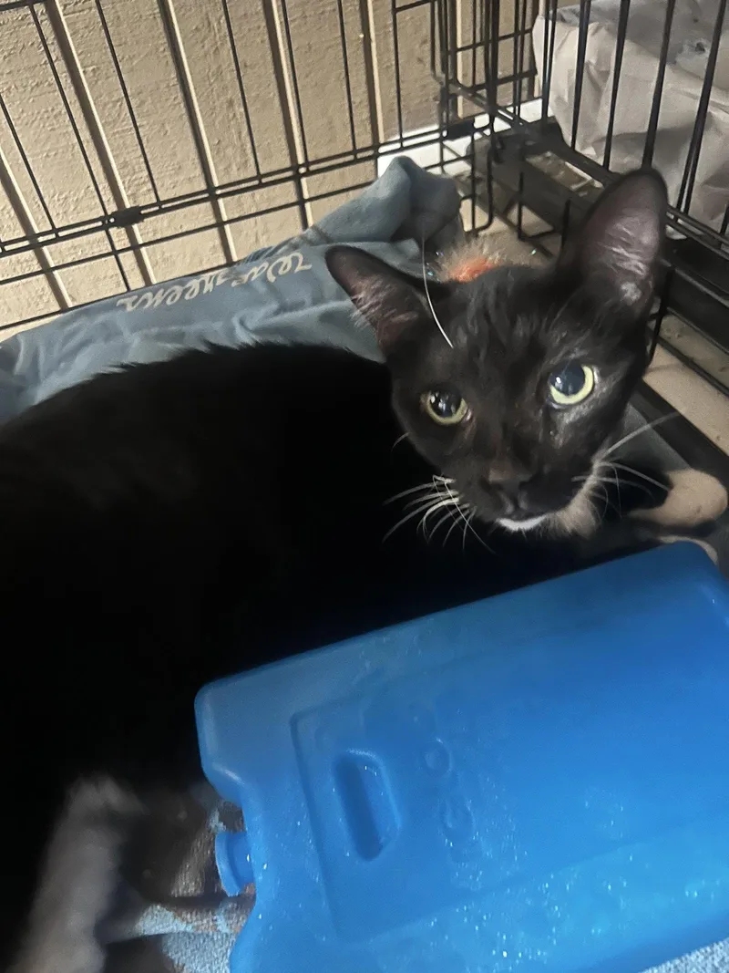 An adult medium-sized female Black & White / Tuxedo Domestic Short Hair cat named Randi for adoption in Chandler, AZ