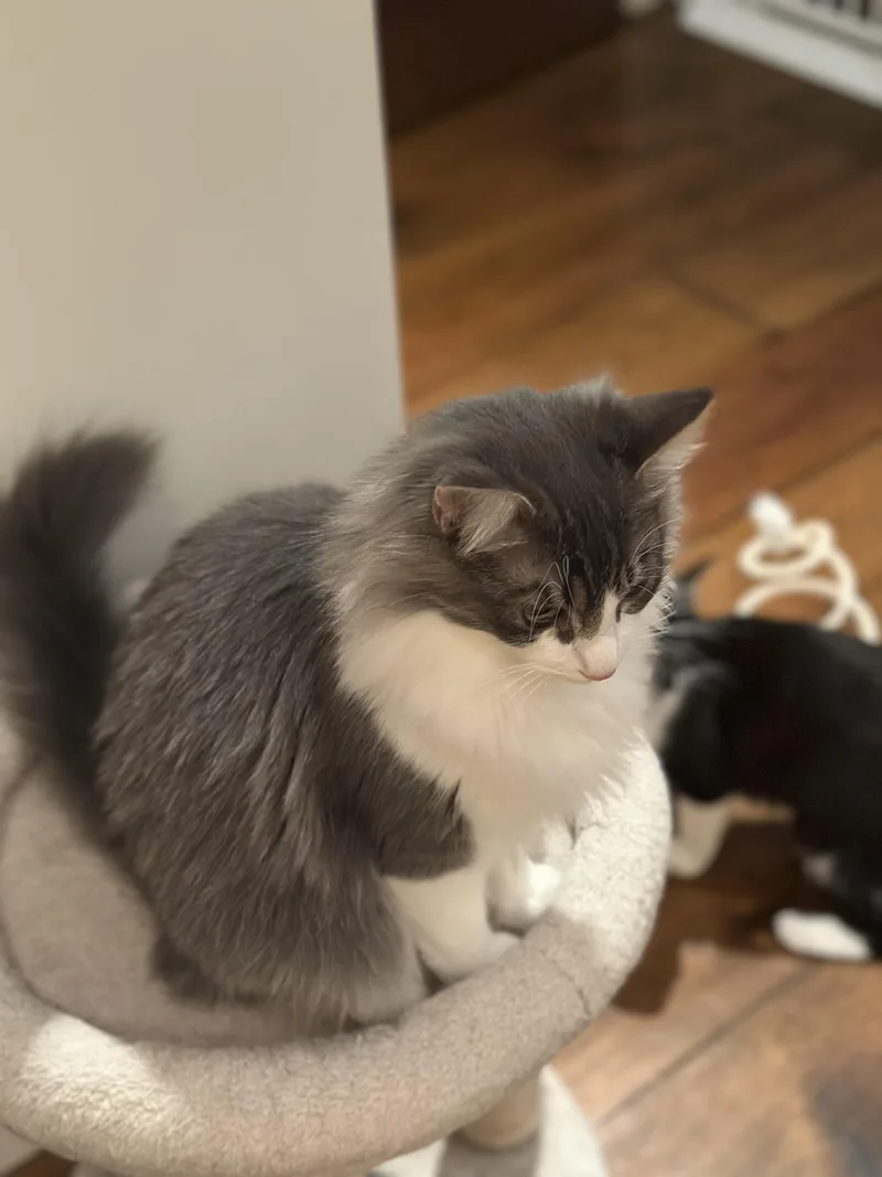 A baby medium-sized male Domestic Long Hair cat named Rum Raisin for adoption in Los Gatos, CA