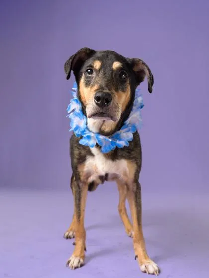 An adult medium-sized male Shepherd dog named Statler for adoption in Atlanta, GA