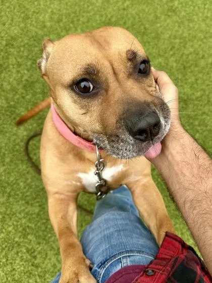 An adult large-sized female Brown / Chocolate Mixed Breed dog named Taquito for adoption in Wichita, KS
