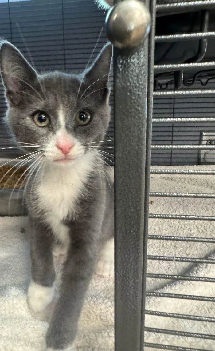 A young small-sized male Gray & White Domestic Short Hair cat named Gaston for adoption in Hilton Head Island, SC