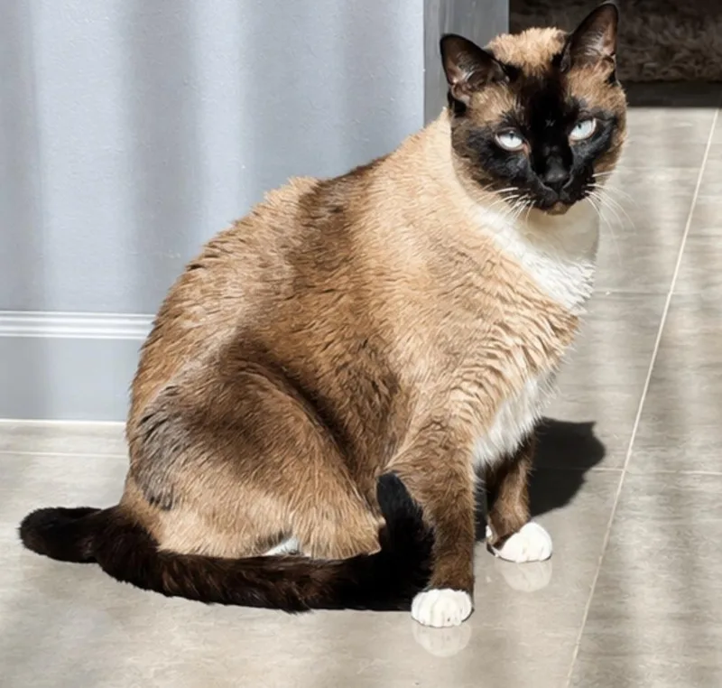 A senior large-sized male Brown / Chocolate Siamese cat named Mao for adoption in Austin, TX