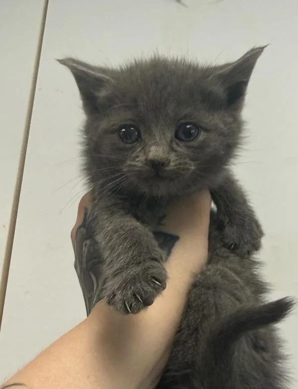 A baby small-sized female Domestic Short Hair cat named Pansy for adoption in Salisbury, MD