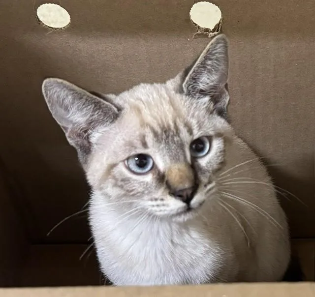 A baby small-sized male Siamese cat named Si for adoption in Fremont, CA