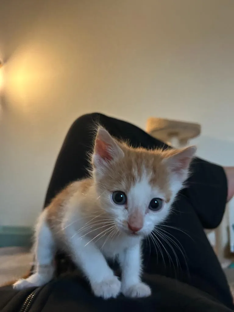 Goldfish thumbnail 2