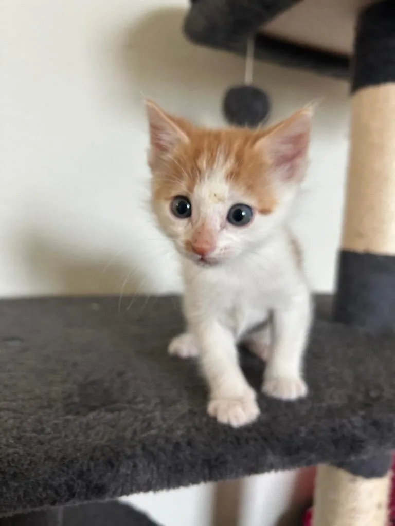 Goldfish thumbnail 3