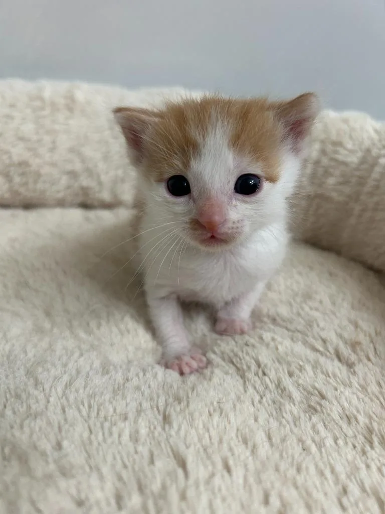 Goldfish thumbnail 4