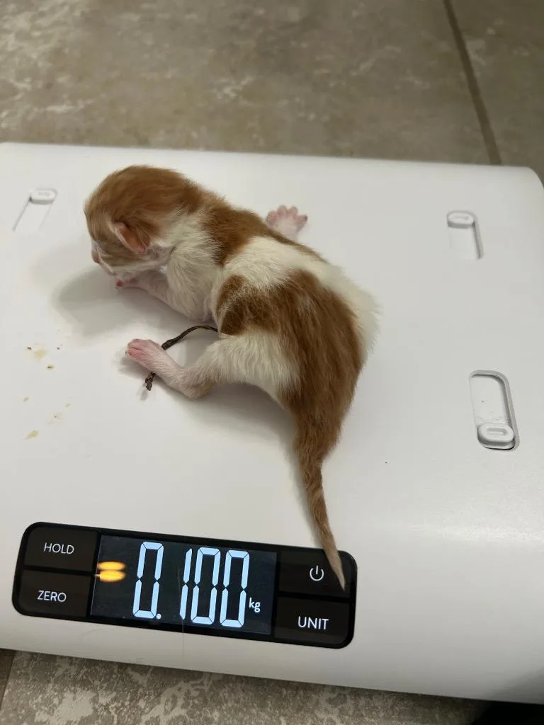 Goldfish thumbnail 5