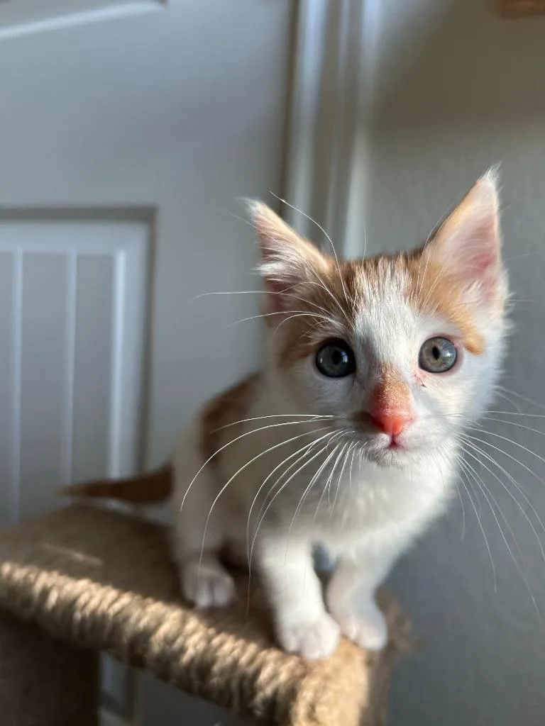 Goldfish thumbnail 6