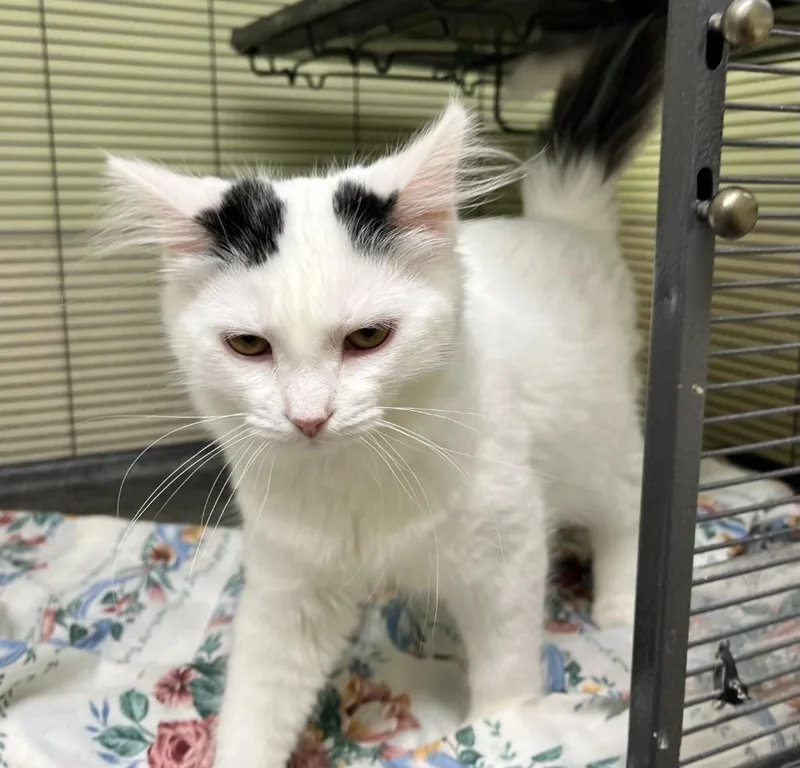 A baby small-sized female Domestic Medium Hair cat named Snow White for adoption in Shorewood, IL