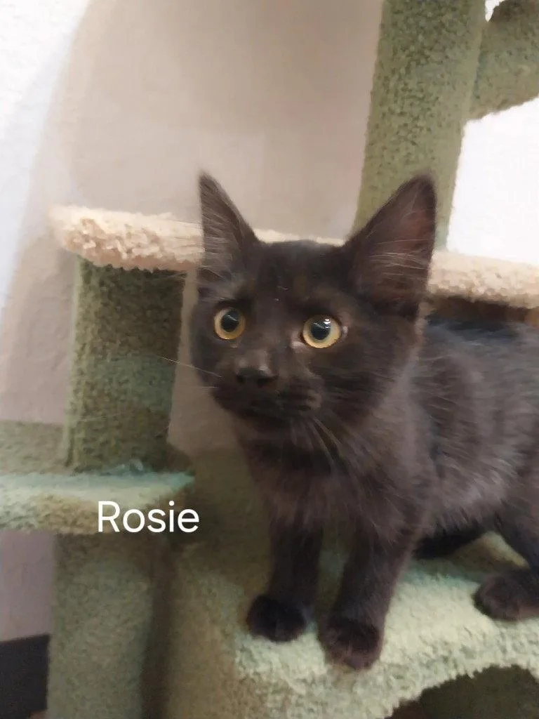 A baby small-sized female Black Domestic Long Hair cat named Rosie for adoption in Saint George, UT