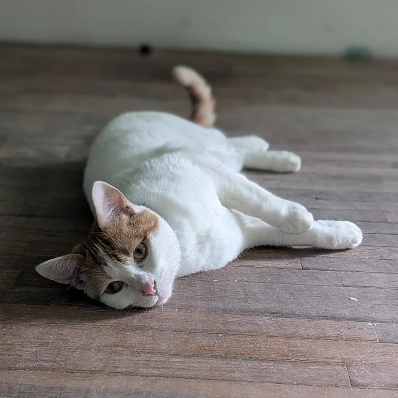 A young small-sized male American Shorthair cat named Tigger for adoption in Fayetteville, AR
