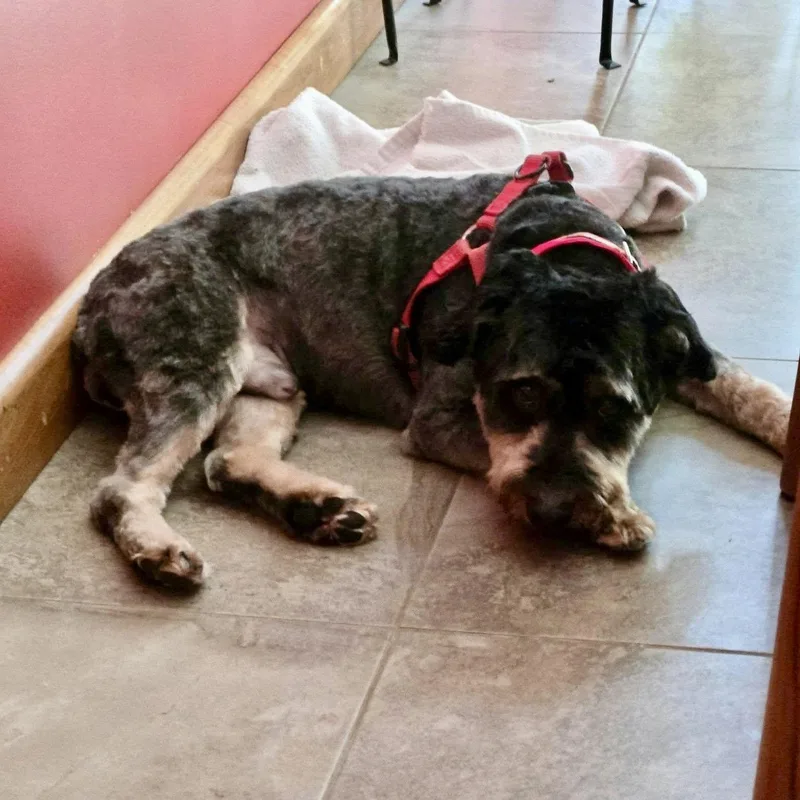 An adult small-sized male Australian Shepherd dog named Beau for adoption in Hillsborough , NC