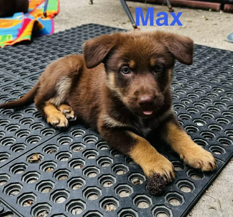 Maxwell thumbnail 3