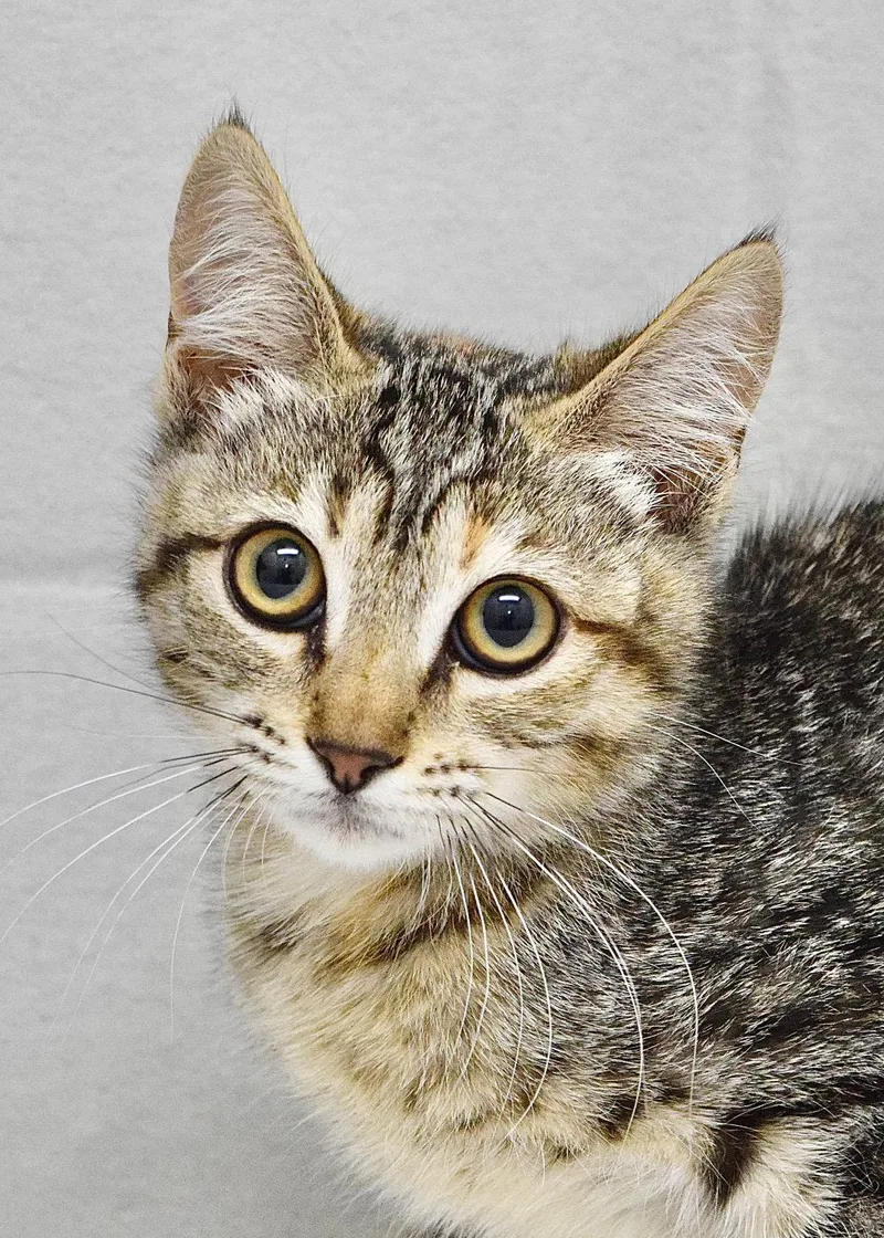 A baby medium-sized female Torbie Domestic Short Hair cat named Sibley for adoption in Dublin, CA