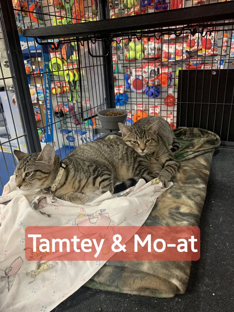 Tamtey & Moat