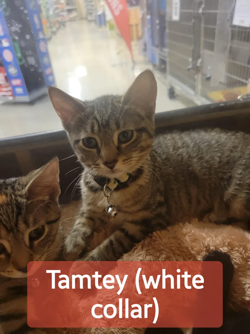 Tamtey & Moat thumbnail 2