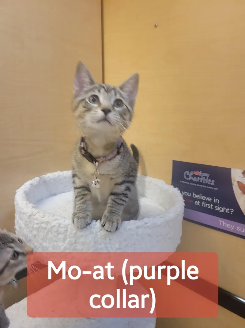 Tamtey & Moat thumbnail 3