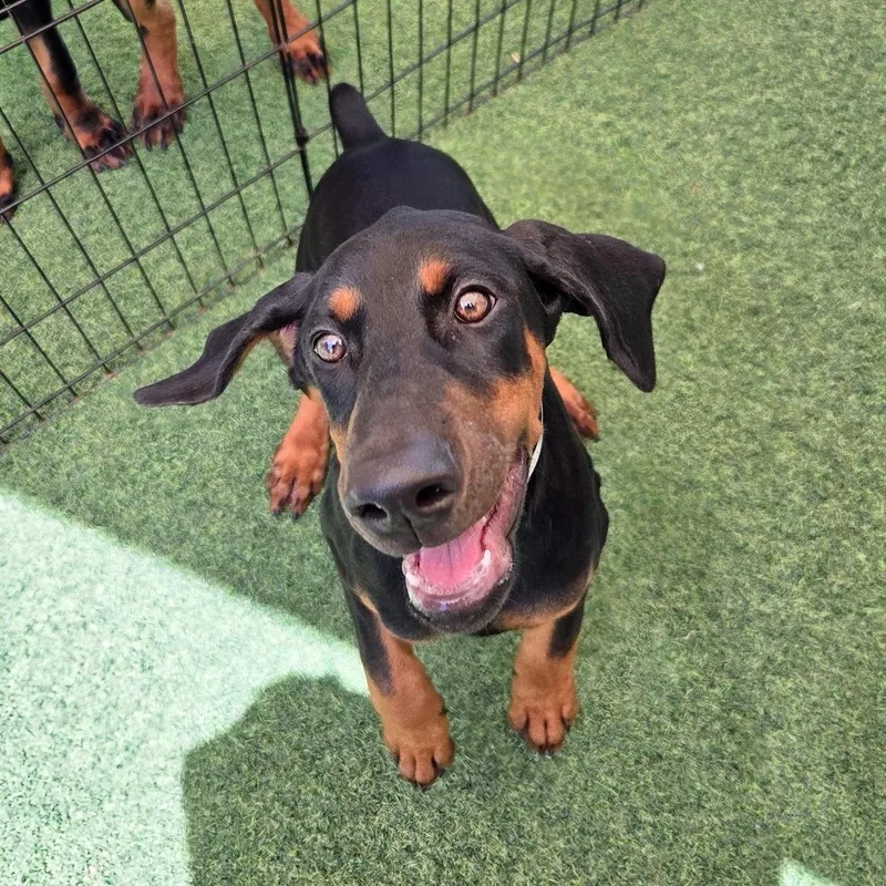 A young medium-sized female Doberman Pinscher dog named Millie for adoption in Oakland Park, FL
