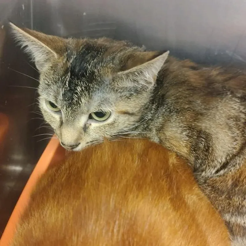 A baby small-sized female Gray / Blue / Silver Domestic Short Hair cat named Dolly for adoption in Ashtabula, OH