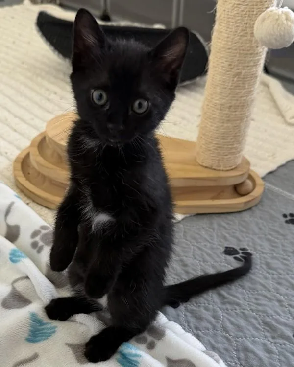 A baby small-sized female Domestic Short Hair cat named Affogato for adoption in Santa Rosa, CA
