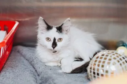 A young small-sized female Domestic Medium Hair cat named a Sassy for adoption in North Charleston, SC