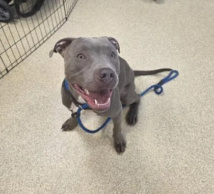 Brantley thumbnail 2