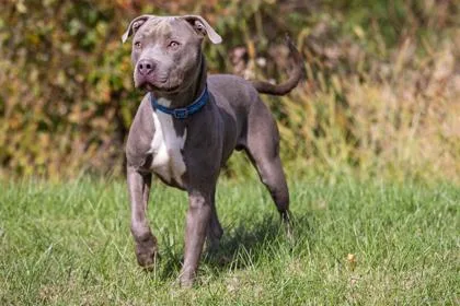 Brantley thumbnail 3