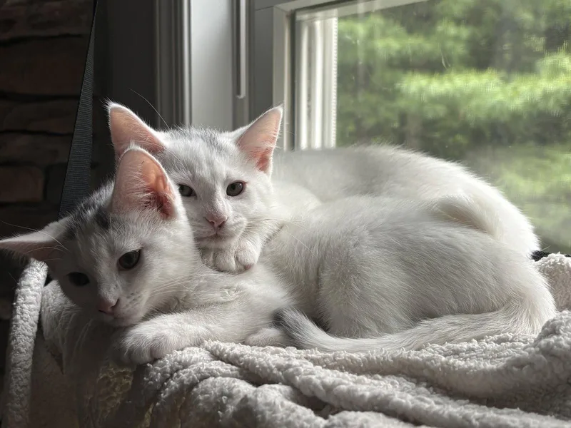 A baby medium-sized male Domestic Short Hair cat named Rocky for adoption in Stewartsville, NJ