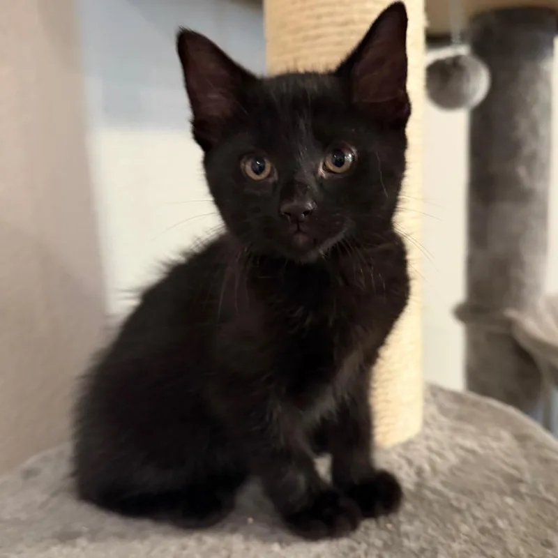 A baby small-sized male Black Domestic Short Hair cat named Cole for adoption in Midland, TX
