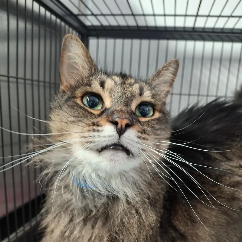 A young medium-sized male Brown / Chocolate Domestic Long Hair cat named Roman for adoption in Lakeland, FL