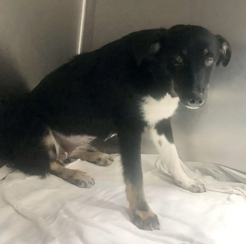 A baby medium-sized female Black Mixed Breed dog named Vizsla for adoption in Parma, OH
