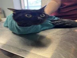 A young small-sized female Black Domestic Short Hair cat named Kushina for adoption in Raleigh, NC